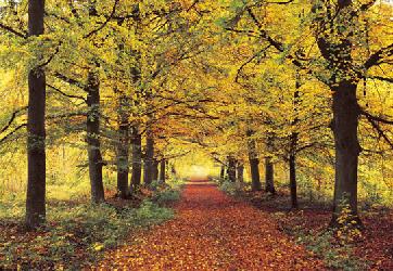 Forest path Marcos y Cuadros
