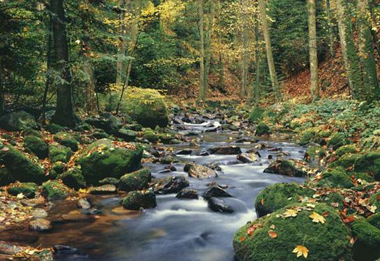 Poster para pared - Forest tream