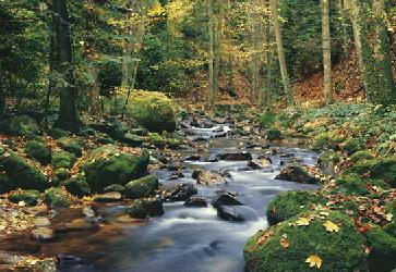 Poster para pared - Forest tream Enmarcado de laminas