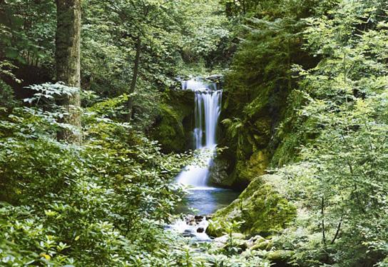 Poster para pared - Water fall in spring