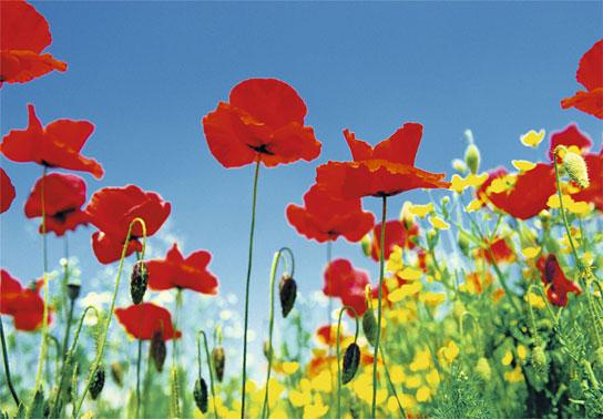 Poster para pared - Poppy field 