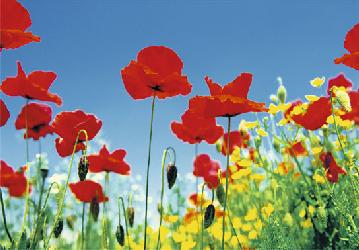 Poster para pared - Poppy field  Enmarcado de cuadros