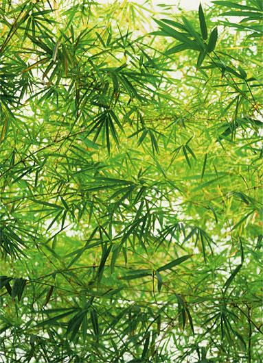 Poster para pared - Bamboo
