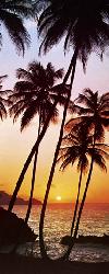 Poster para pared - Sunny palms Enmarcado de cuadros