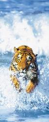 Poster para pared - Bengal tiger Enmarcado de cuadros