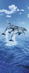 Poster para pared -Three dolphins Enmarcado de cuadros