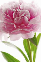 Poster para pared - Pink peony Enmarcado de laminas