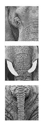 Lamina - Elephants Marcos y Cuadros