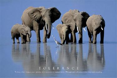 Poster - Tolerance Enmarcado de cuadros