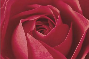 Poster - Rose Enmarcado de cuadros