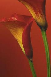 Poster - Red calla Enmarcado de laminas