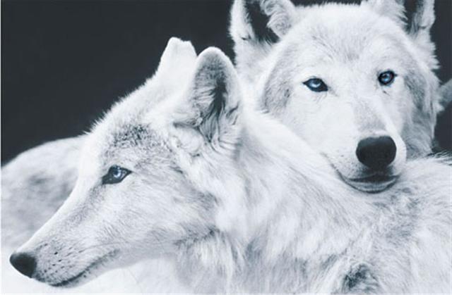 Poster - White loves