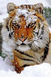 Poster - Siberian snow Enmarcado de cuadros