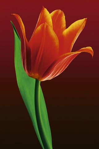 Tulip on red