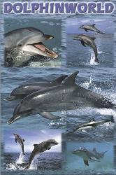 Poster - Dolphin world Marcos y Cuadros