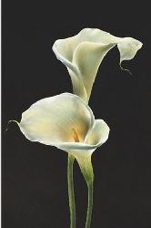 Poster - Calla lilies Enmarcado de cuadros