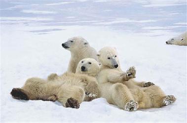 Poster - Polar bear play time Enmarcado de cuadros