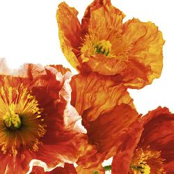 Lamina - Poppies II Enmarcado de laminas