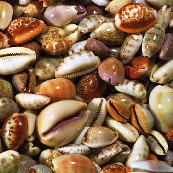 Lamina - Coquillages  Enmarcado de cuadros