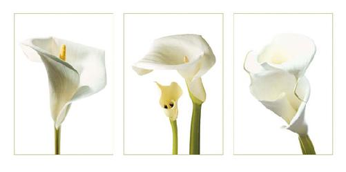 Lamina - Calla Lilies  Marcos y Cuadros