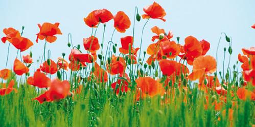 Lamina - Poppy Field Enmarcado de laminas