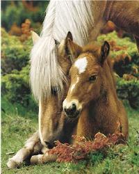 Poster - Mare and foal II Enmarcado de cuadros