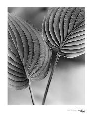 Lamina - Deux Feuilles Marcos y Cuadros