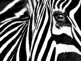 Lamina - Black y White Marcos y Cuadros