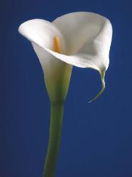 Lamina - Calla on blue I Marcos y Cuadros