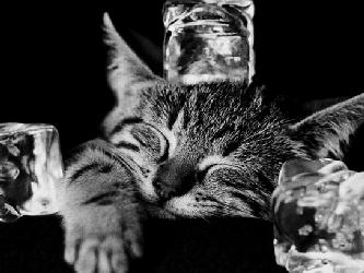 Lamina - Cool Cat II Marcos y Cuadros