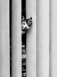 Lamina - Chat Curieux Marcos y Cuadros