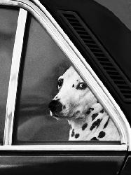 Lamina - Noblesse Oblige Enmarcado de laminas