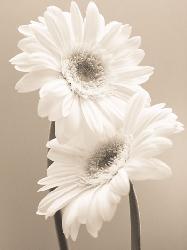 Lamina - Two Daisies  Marcos y Cuadros