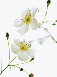 Lamina - Shades in Nature Marcos y Cuadros