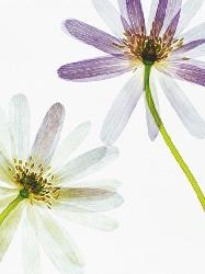 Lamina - Translucense  Marcos y Cuadros