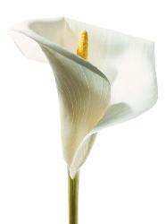 Lamina - Lily in Bloom I Marcos y Cuadros