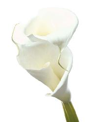 Lamina - Lily in Bloom II Enmarcado de cuadros