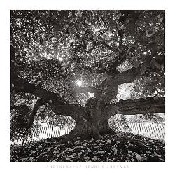 Lamina - Under Camperdown Elm Marcos y Cuadros