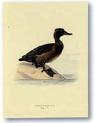 Lamina - Stampe antiche  Marcos y Cuadros