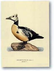 Lamina - Stampe antiche II Marcos y Cuadros