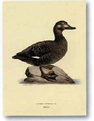 Lamina - Stampe antiche III Marcos y Cuadros