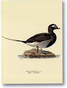 Lamina - Stampe antiche IV