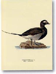 Lamina - Stampe antiche IV Marcos y Cuadros