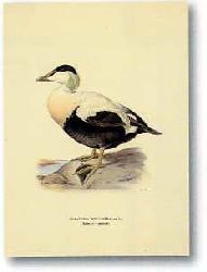 Lamina - Stampe antiche V Marcos y Cuadros