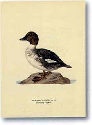 Lamina - Stampe antiche VI Marcos y Cuadros