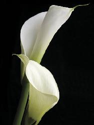 Lamina - Calla II Marcos y Cuadros