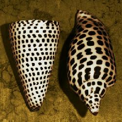 Lamina - cone Seashell  Enmarcado de cuadros