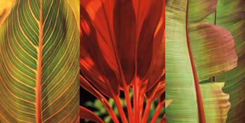 Lamina - Tropical Treasure I Marcos y Cuadros