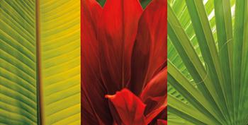 Lamina - Tropical Treasure II Marcos y Cuadros