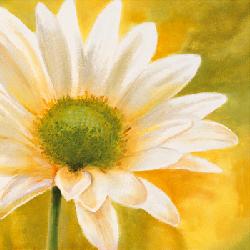 Lamina - Marguerites dans le Solei II Enmarcado de cuadros